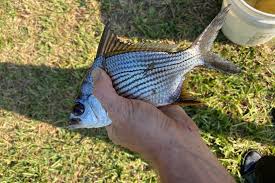 Image result for Eugerres plumieri