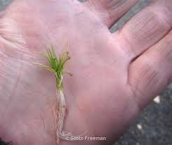 Attēlu rezultāti vaicājumam “Subularia aquatica leaf”