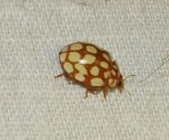 Attēlu rezultāti vaicājumam “Sospita vigintiguttata”