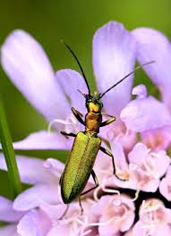 Attēlu rezultāti vaicājumam “Chrysanthia viridissima”