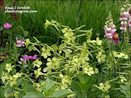 Image result for Nicotiana x sanderae