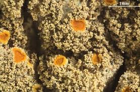 Attēlu rezultāti vaicājumam “Chaenotheca laevigata”