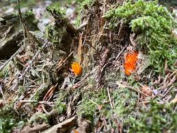 Attēlu rezultāti vaicājumam “Calocera viscosa”