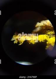 Attēlu rezultāti vaicājumam “Oligonema favogineum”