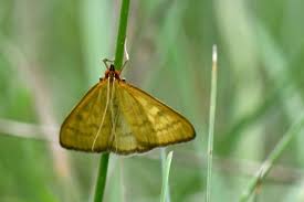 Attēlu rezultāti vaicājumam “Mecyna flavalis”