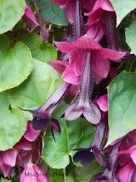 Image result for Rhodochiton atrosanguineum