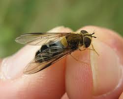 Attēlu rezultāti vaicājumam “Leucozona glaucia”