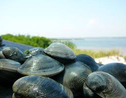 Image result for Clams