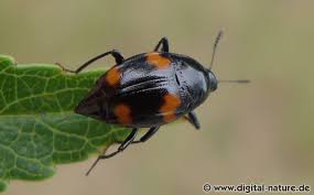 Attēlu rezultāti vaicājumam “Scaphidium quadrimaculatum”