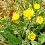 Attēlu rezultāti vaicājumam “Crepis tectorum fruit”