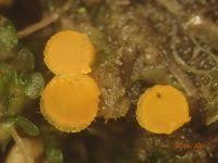 Attēlu rezultāti vaicājumam “Cheilymenia stercorea”