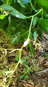Attēlu rezultāti vaicājumam “Reynoutria sachalinensis leaf”