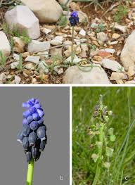 Attēlu rezultāti vaicājumam “Muscari neglectum”