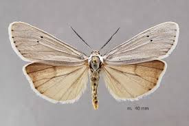 Attēlu rezultāti vaicājumam “Coscinia cribraria”