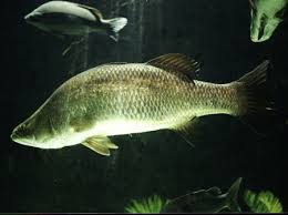 Image result for Argyrosomus japonicus