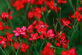 Attēlu rezultāti vaicājumam “Dianthus deltoides flower”