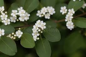 Attēlu rezultāti vaicājumam “Cotoneaster multiflorus leaf”