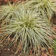 Attēlu rezultāti vaicājumam “Carex arenaria  leaf”