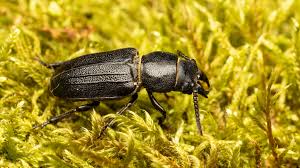 Attēlu rezultāti vaicājumam “Spondylis buprestoides”