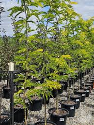 Attēlu rezultāti vaicājumam “Gleditsia triacanthos”