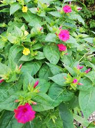 Image result for Mirabilis jalapa