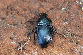 Attēlu rezultāti vaicājumam “Nebria livida”