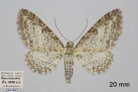 Attēlu rezultāti vaicājumam “Eupithecia subumbrata”