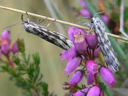 Attēlu rezultāti vaicājumam “Coscinia cribraria”