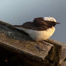 Image result for Oenanthe pleschanka