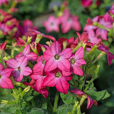 Image result for Nicotiana x sanderae