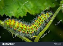 Attēlu rezultāti vaicājumam “Saturnia pavonia larva”