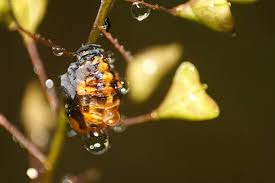 Attēlu rezultāti vaicājumam “Closterotomus biclavatus nymph”