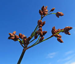 Attēlu rezultāti vaicājumam “Oenothera rubricauli bud”