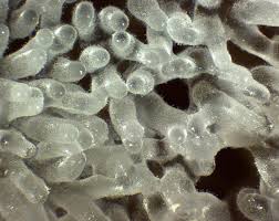 Attēlu rezultāti vaicājumam “Ceratiomyxa fruticulosa macro”