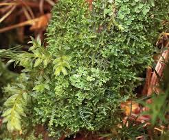 Attēlu rezultāti vaicājumam “Lepidozia reptans”