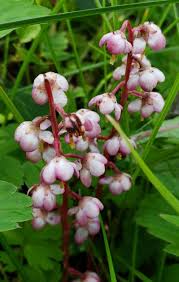 Attēlu rezultāti vaicājumam “Pyrola rotundifolia fruit”