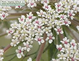 Attēlu rezultāti vaicājumam “Daucus carota subsp. carota flower”
