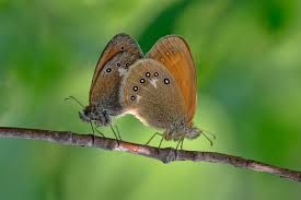 Attēlu rezultāti vaicājumam “Coenonympha glycerion underside”