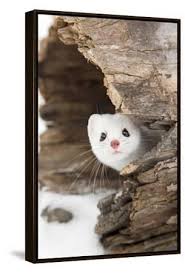 Attēlu rezultāti vaicājumam “Mustela erminea adult”