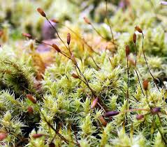 Attēlu rezultāti vaicājumam “Racomitrium canescens sporophyte”