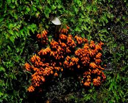 Attēlu rezultāti vaicājumam “Leocarpus fragilis spores”