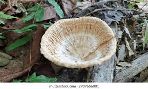 Attēlu rezultāti vaicājumam “Polyporus tuberaster”