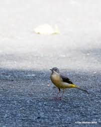 Attēlu rezultāti vaicājumam “Motacilla cinerea”