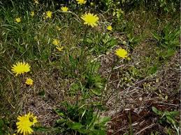 Attēlu rezultāti vaicājumam “Hieracium vulgatum”