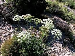 Attēlu rezultāti vaicājumam “Laserpitium pruthenicum”