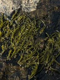 Attēlu rezultāti vaicājumam “Lemanea fluviatilis”