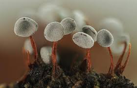 Attēlu rezultāti vaicājumam “Physarum diderma macro”