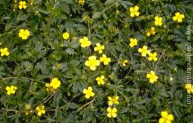 Image result for Potentilla erecta