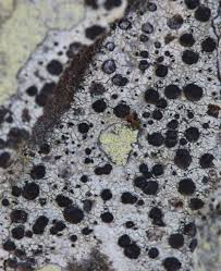 Attēlu rezultāti vaicājumam “Cliostomum corrugatum”