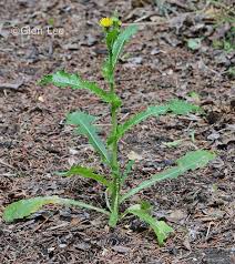 Attēlu rezultāti vaicājumam “Sonchus asper”